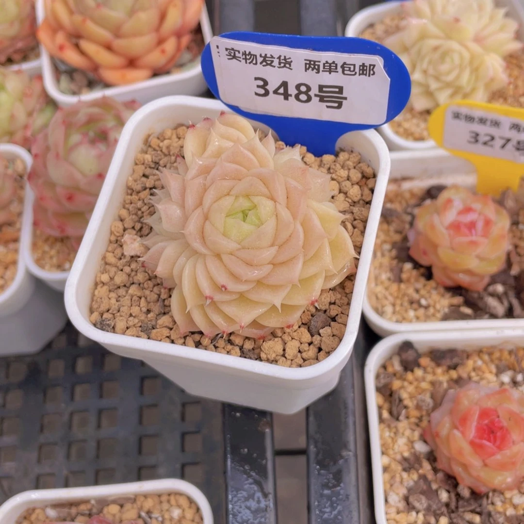 348号 冰透玫瑰花麦秆