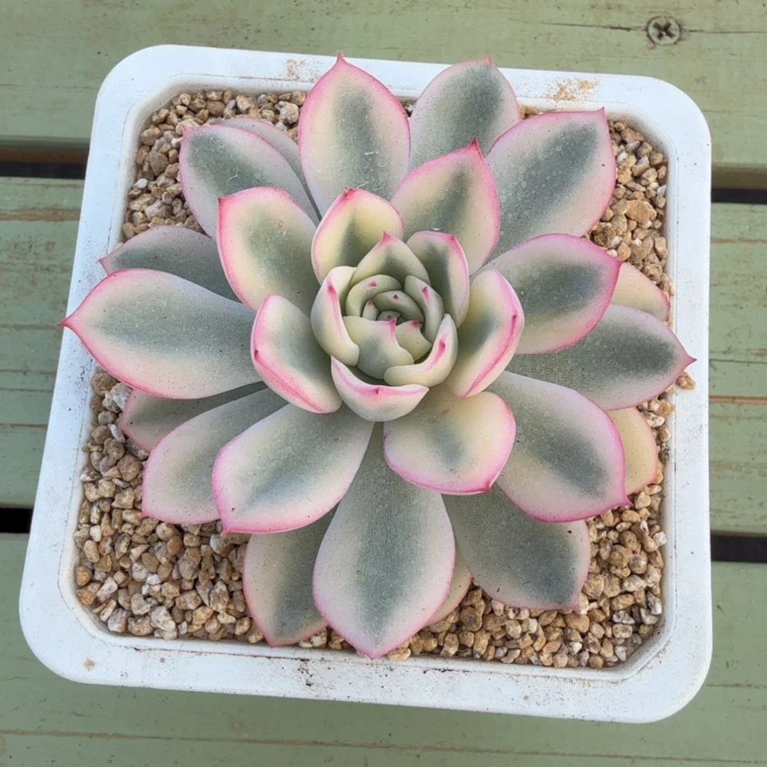 雨燕座锦锦上园艺一物一拍