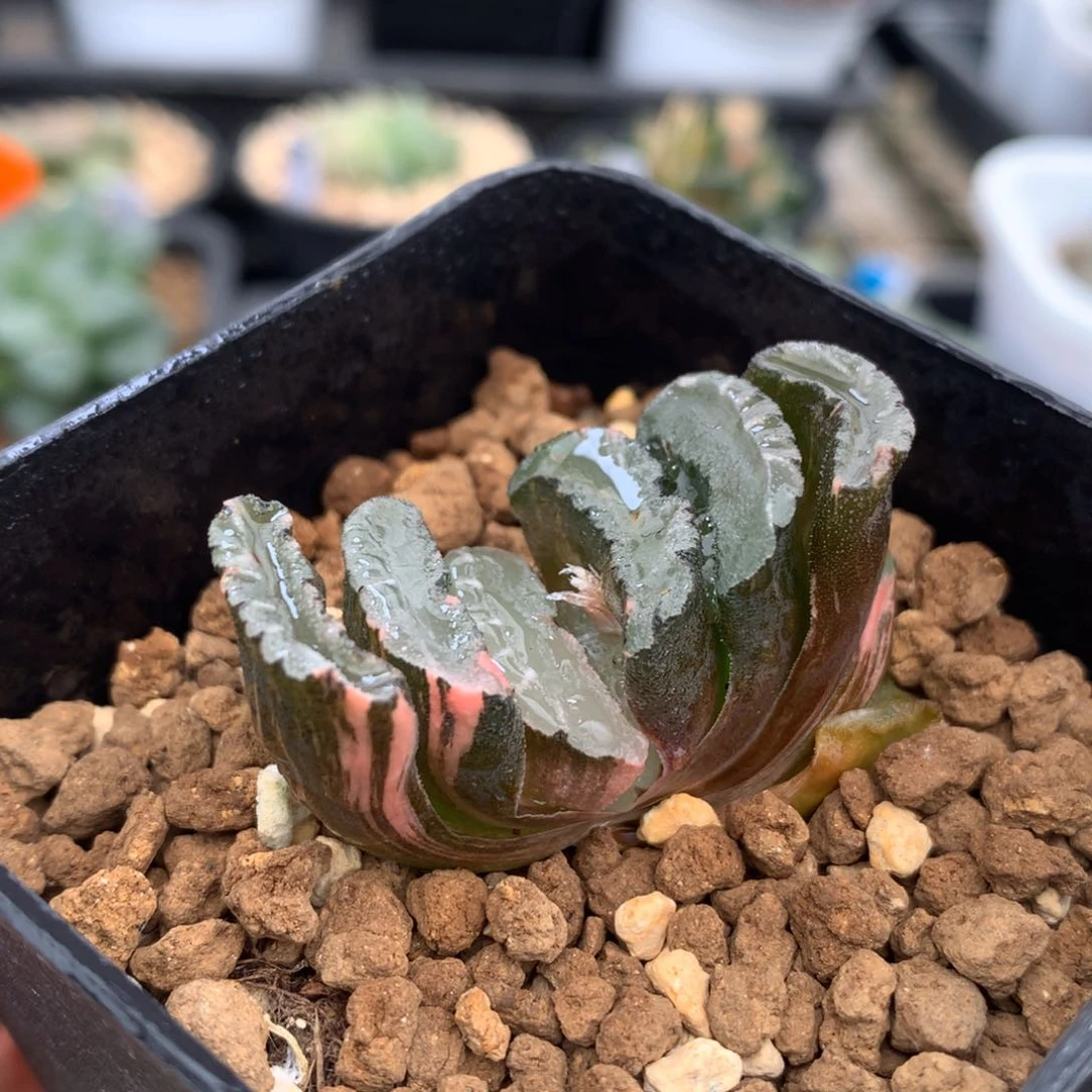 鬼岩城玉扇锦，带盆发货