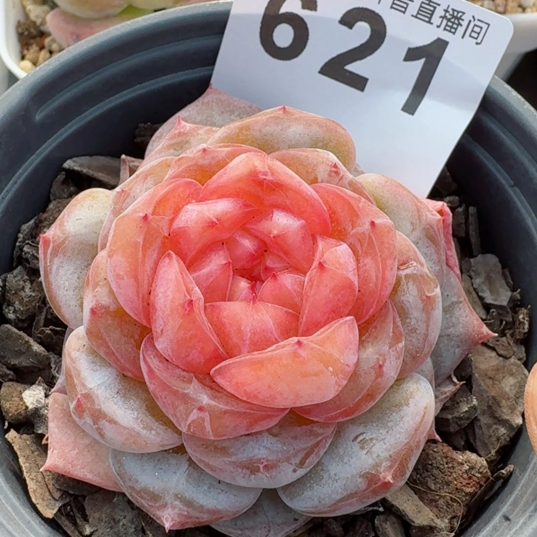 母本大红红珍妮         精品多肉