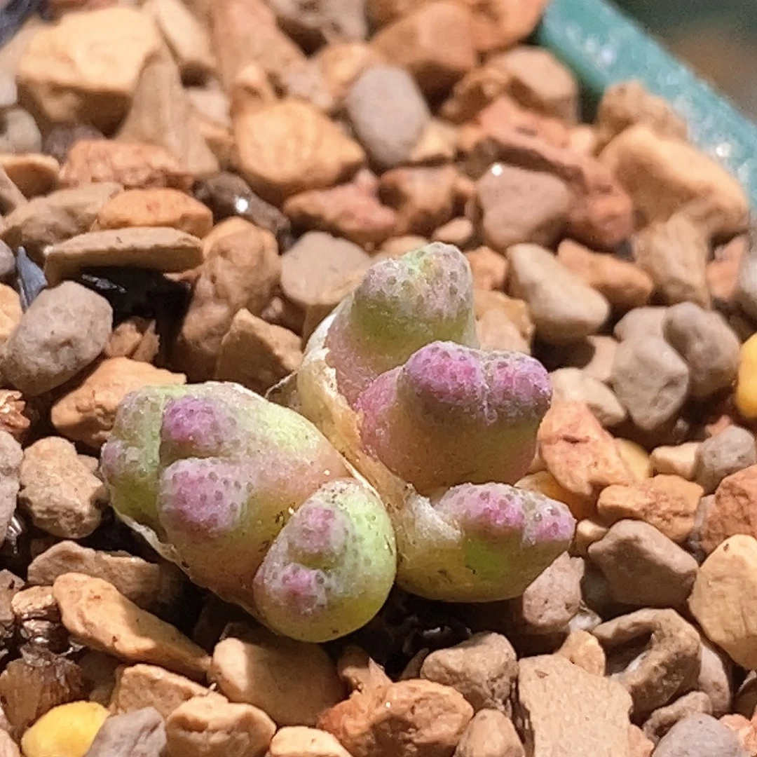 好看好看好看火龙果banma