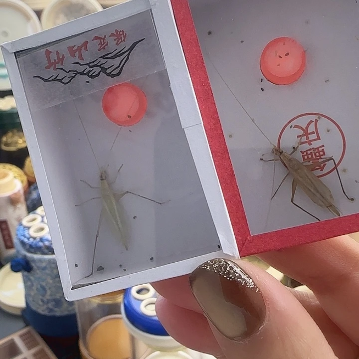 保定山竹➕断须柬竹6666666