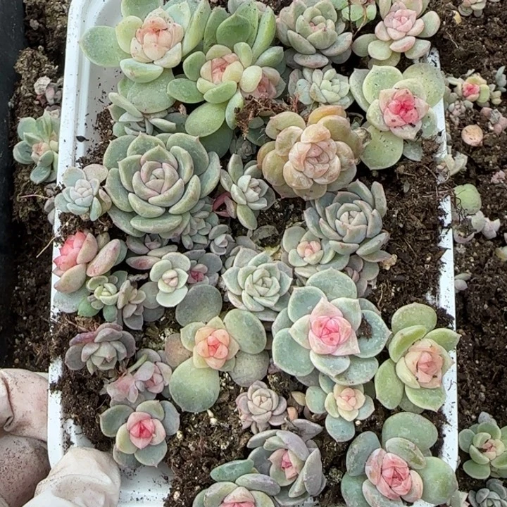 26 号王者系列多肉一盒