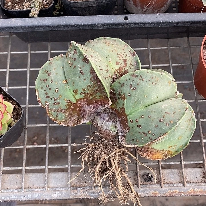 漂亮的小仙女们都来看看