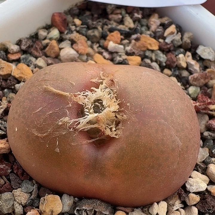 272 吕氏。肉锥。