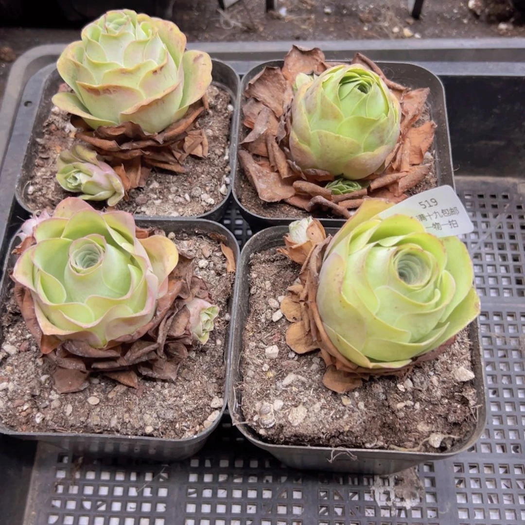 用***5519 侧牙掉了不包损无售后