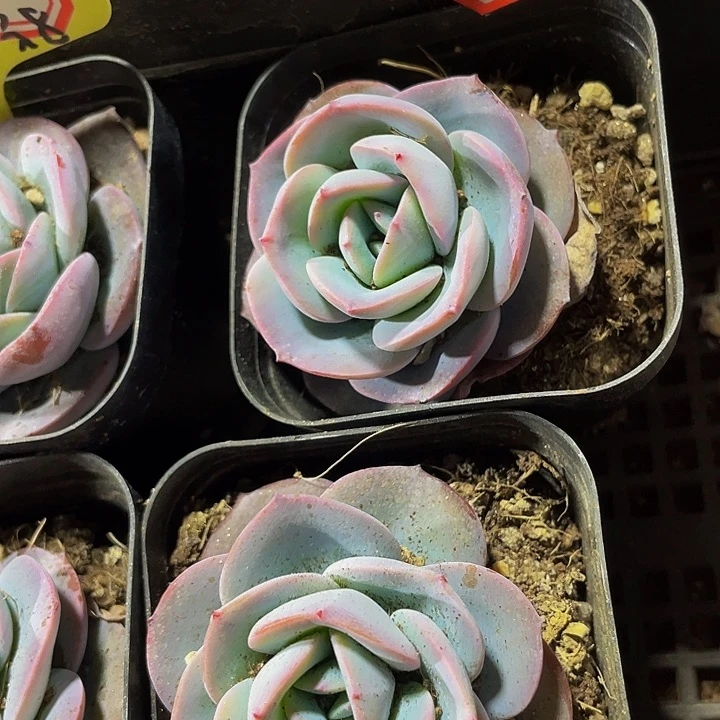 布鲁蓝2.8带盆土