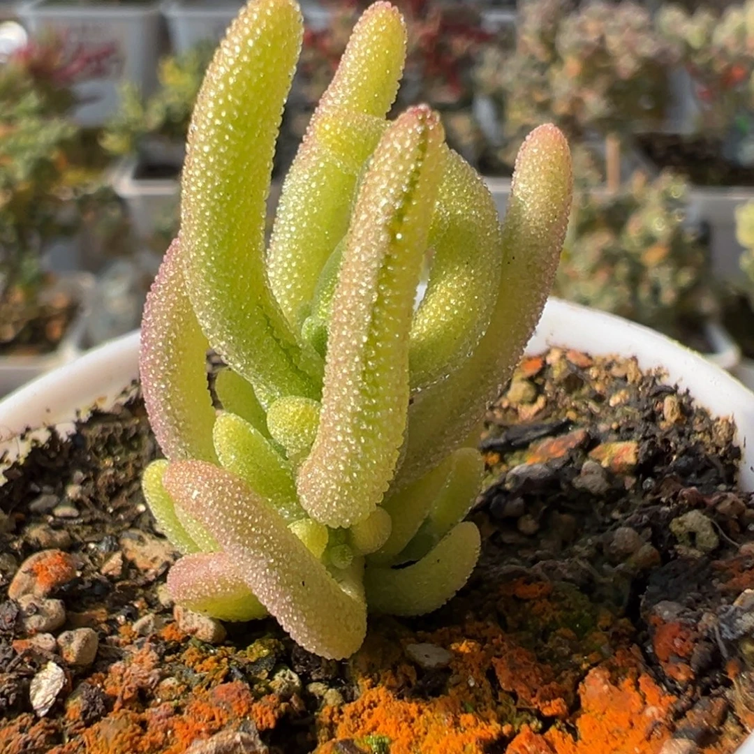 1-917钻石黄锦带一点拉丝锦五圆盆