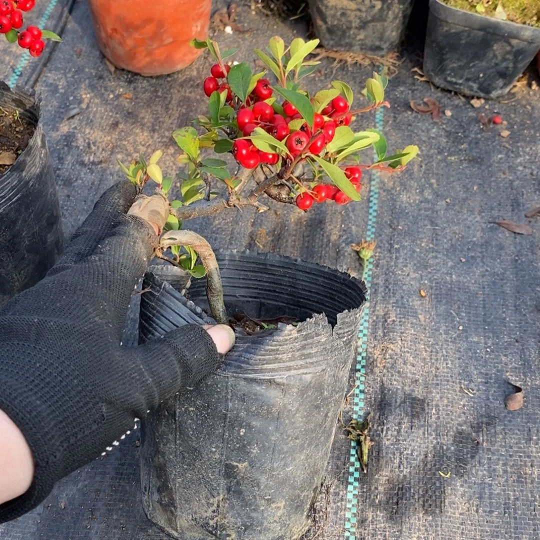 茉***花无花朵盆景根据25