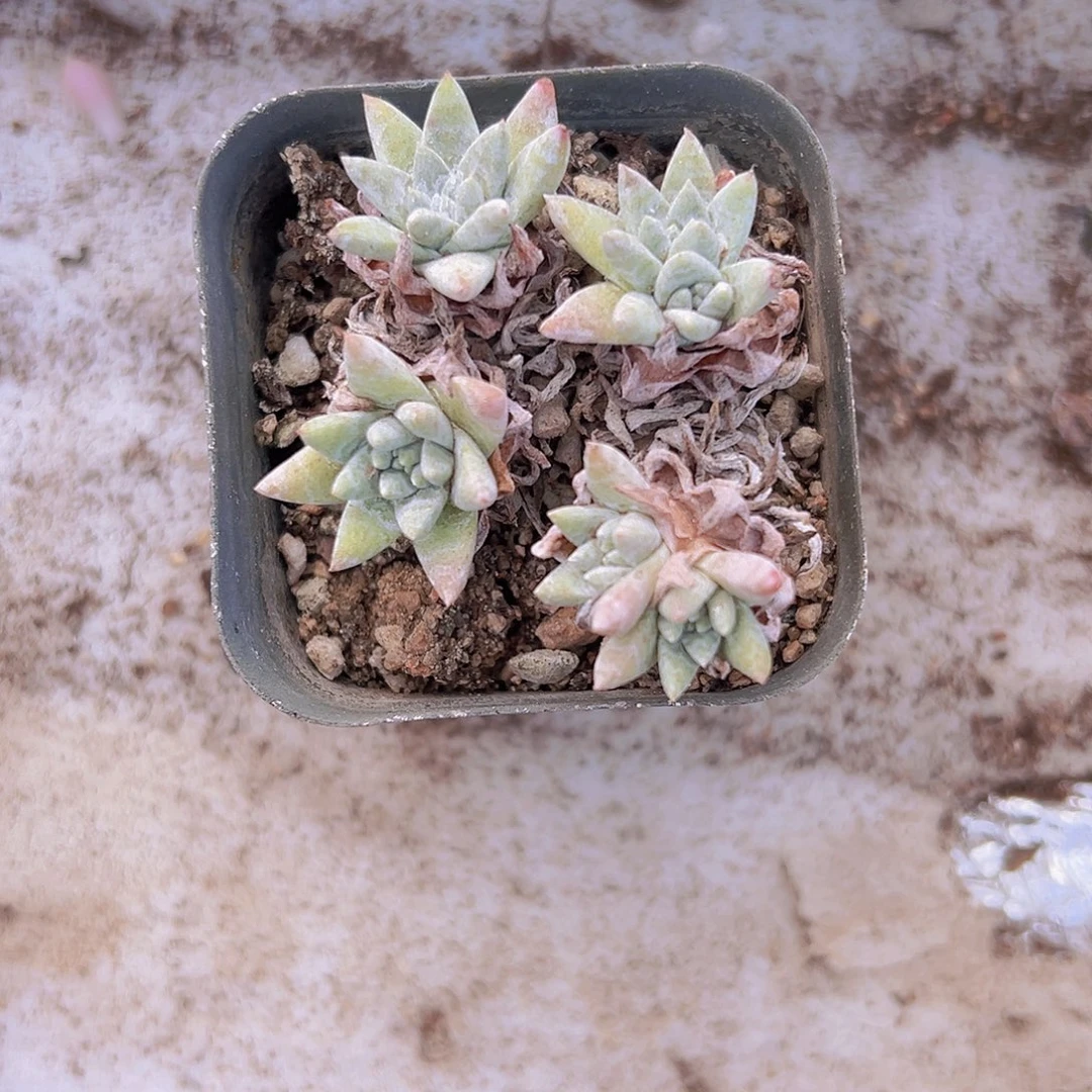 白菊19包邮多肉植物