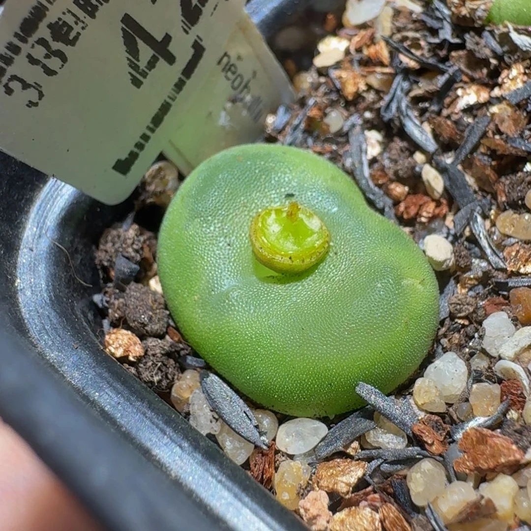 Ssss精品生石花鱼426