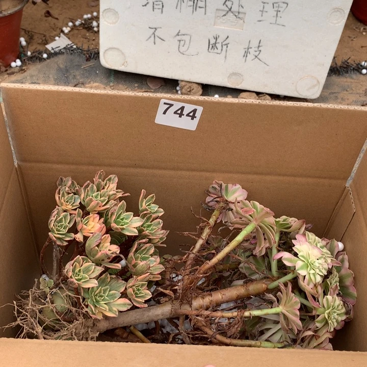 744三颗法师多肉
