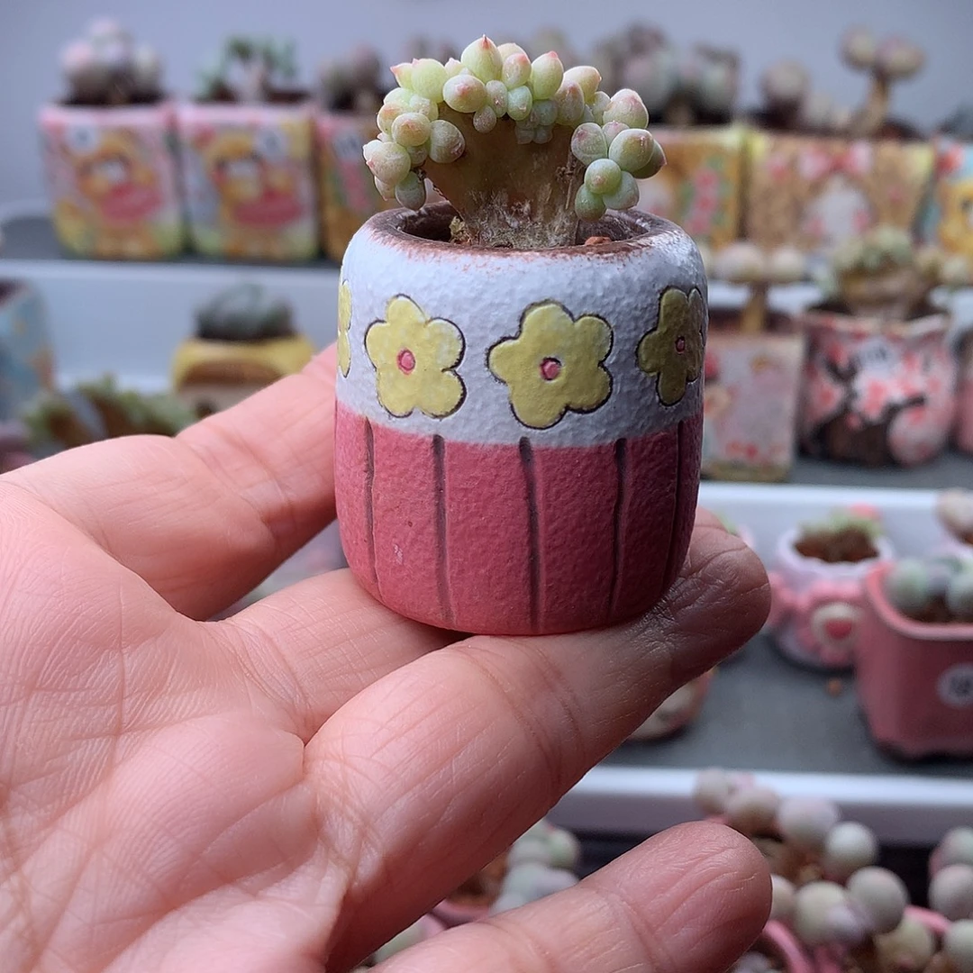 萤火虫奶酪带盆发货