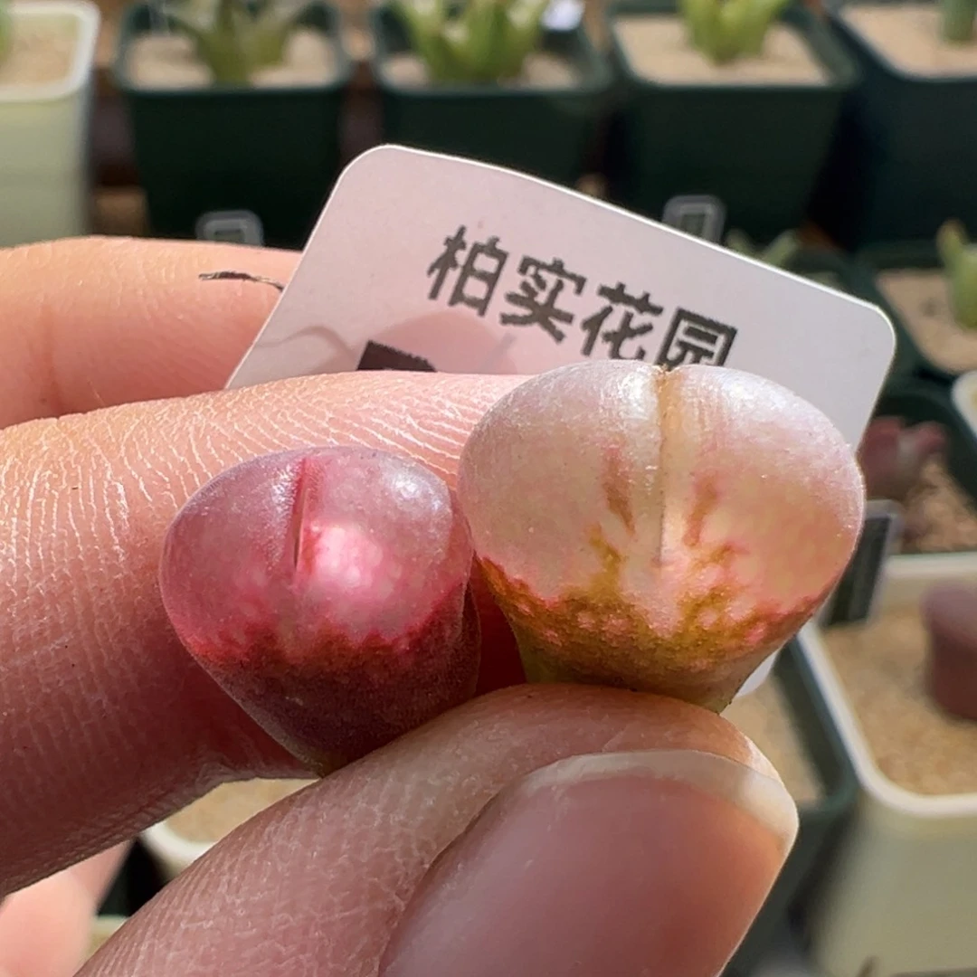 郑*好374。C10杂贝瑞 两颗