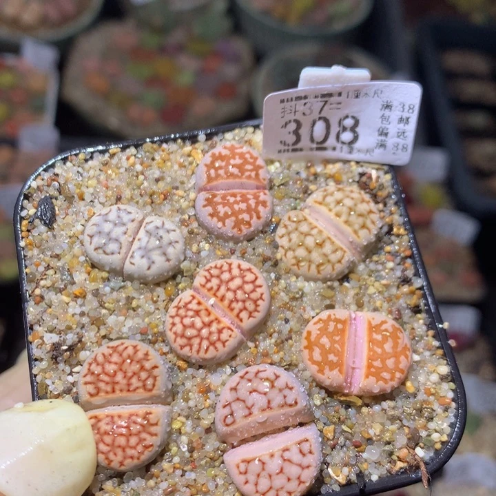 精品生石花37.308