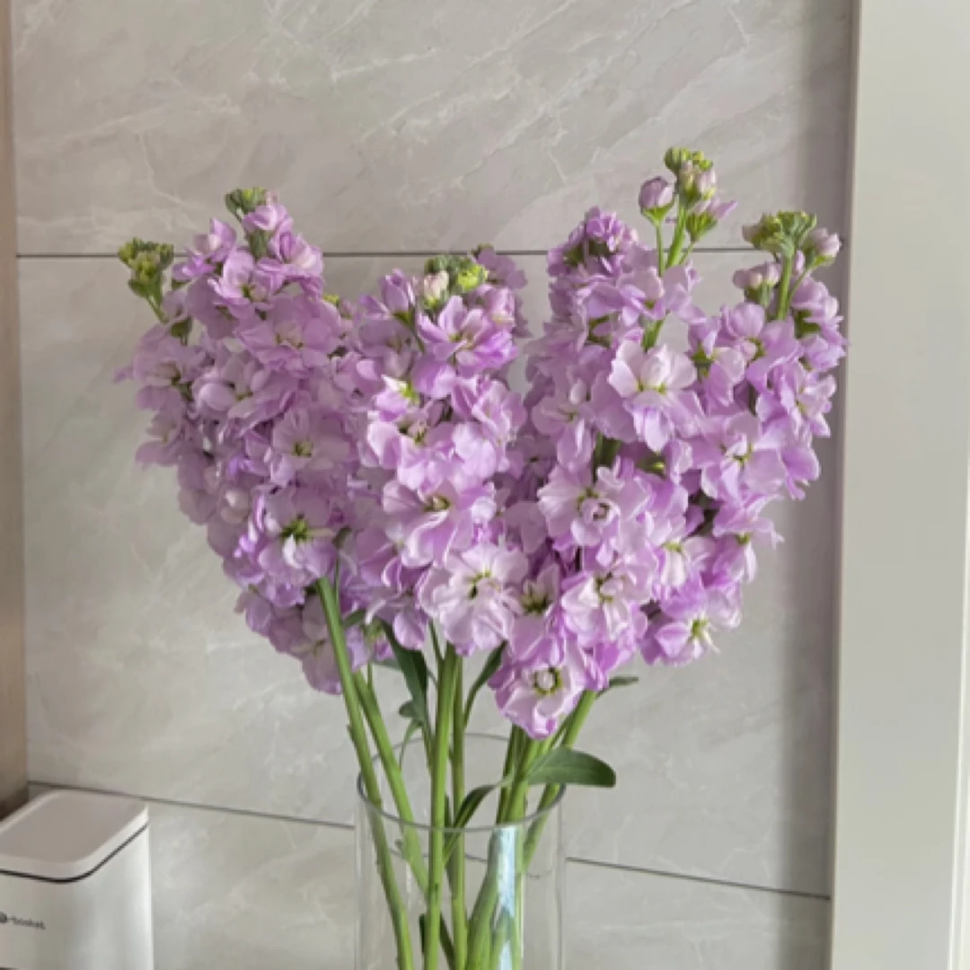 【粉色紫罗兰5枝】山东北京河北今天拍明天到全场任意两单包邮