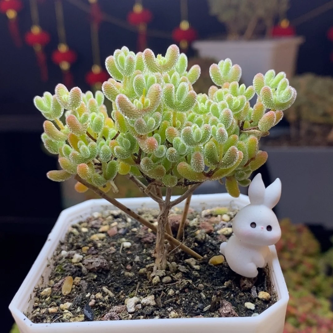 259号优选冰晶枝干多肉