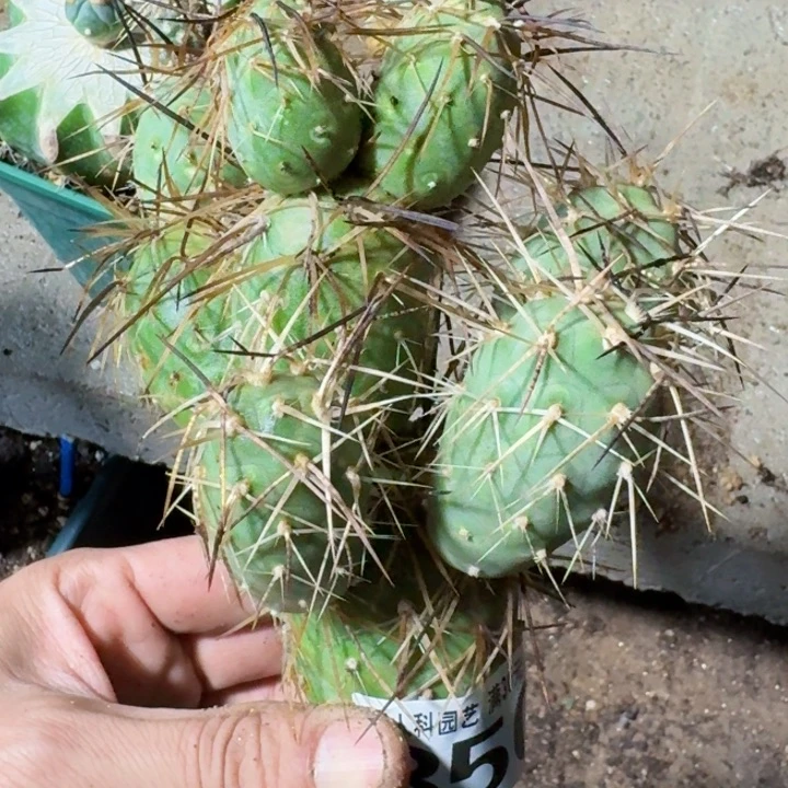 福利落地狂刺群850仙人球