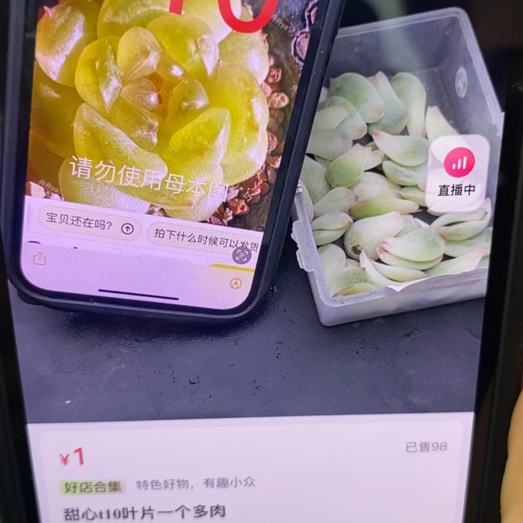 纯叶片甜心t10一片多肉叶子