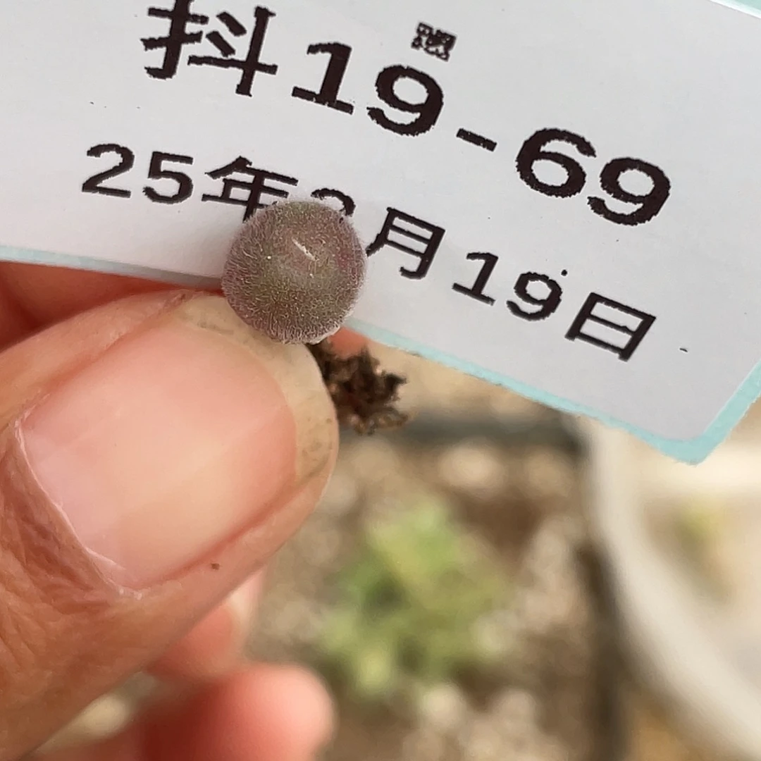 19-69毛球多肉植物