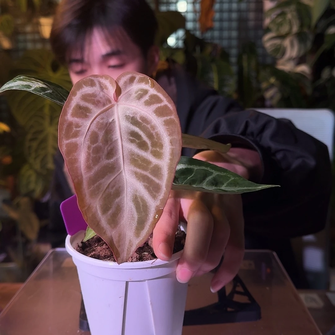 不开花植物G545粉柠檬杂极品哪吒