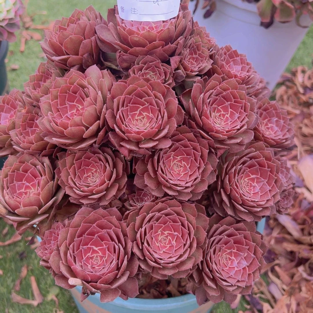 307，红魔多肉植物法师