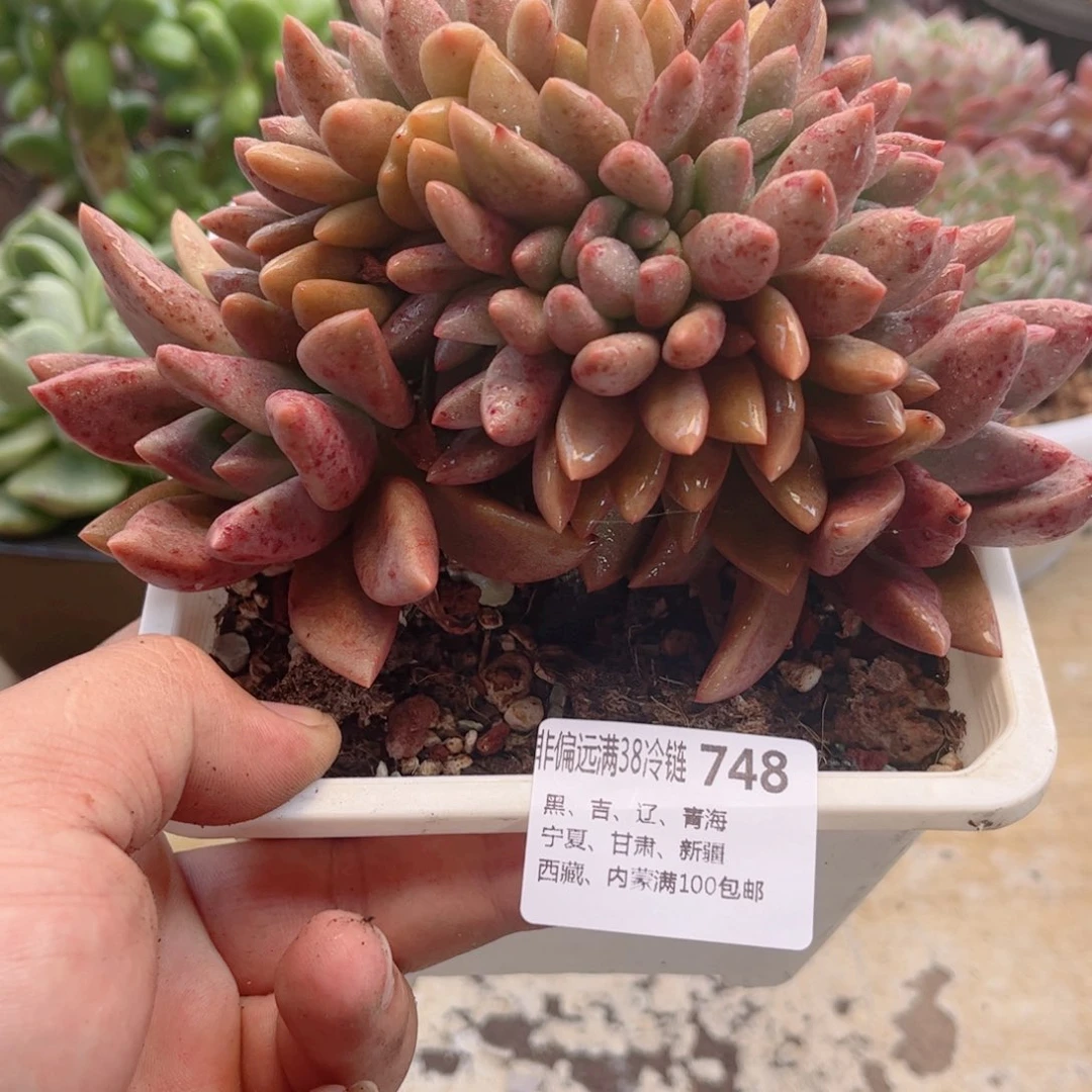 748桃花源缀德华多肉