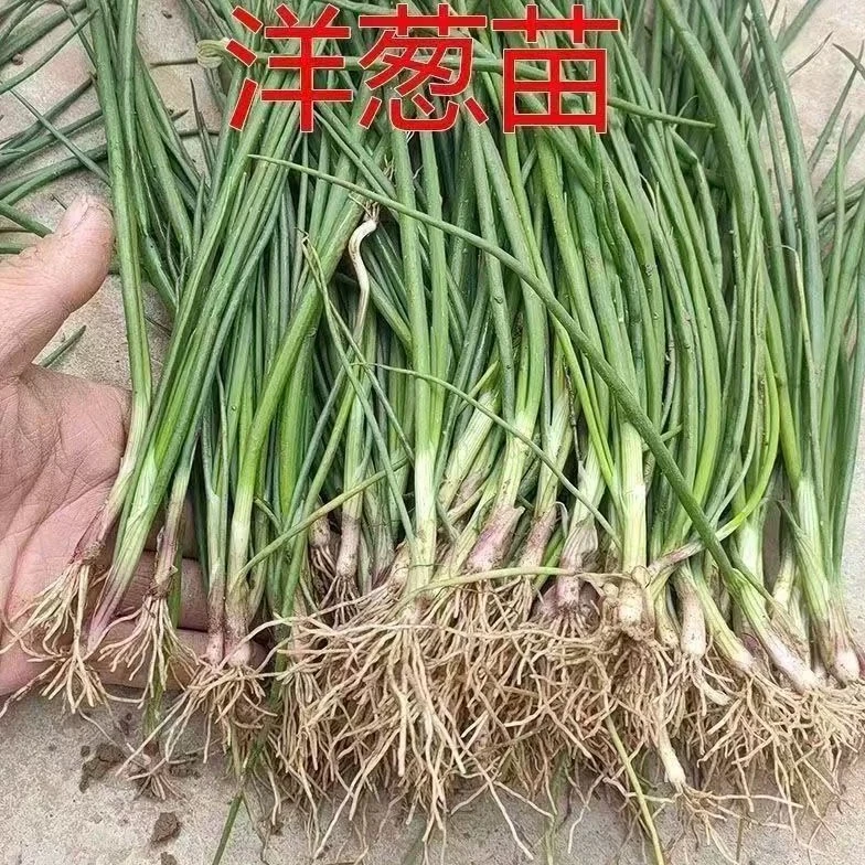 山东寿光水果洋葱苗紫根家庭种植二红扁圆耐寒洋葱头苗子