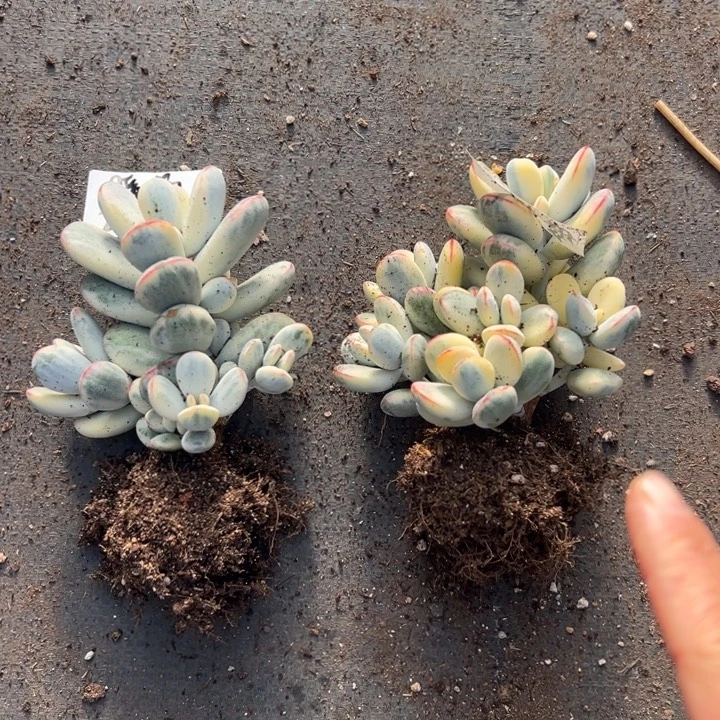 无花朵201号福娘锦两个无砍