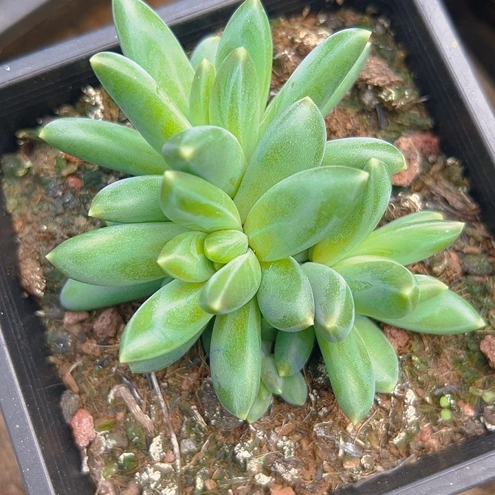 帝尔曼特福利特美人一物一拍