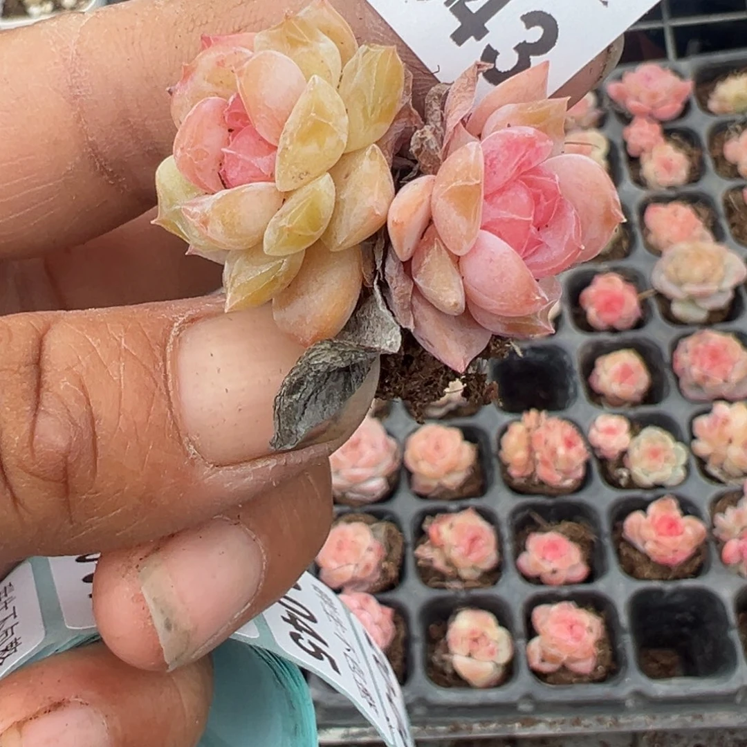 小卡拉米糖心一物一拍20-43