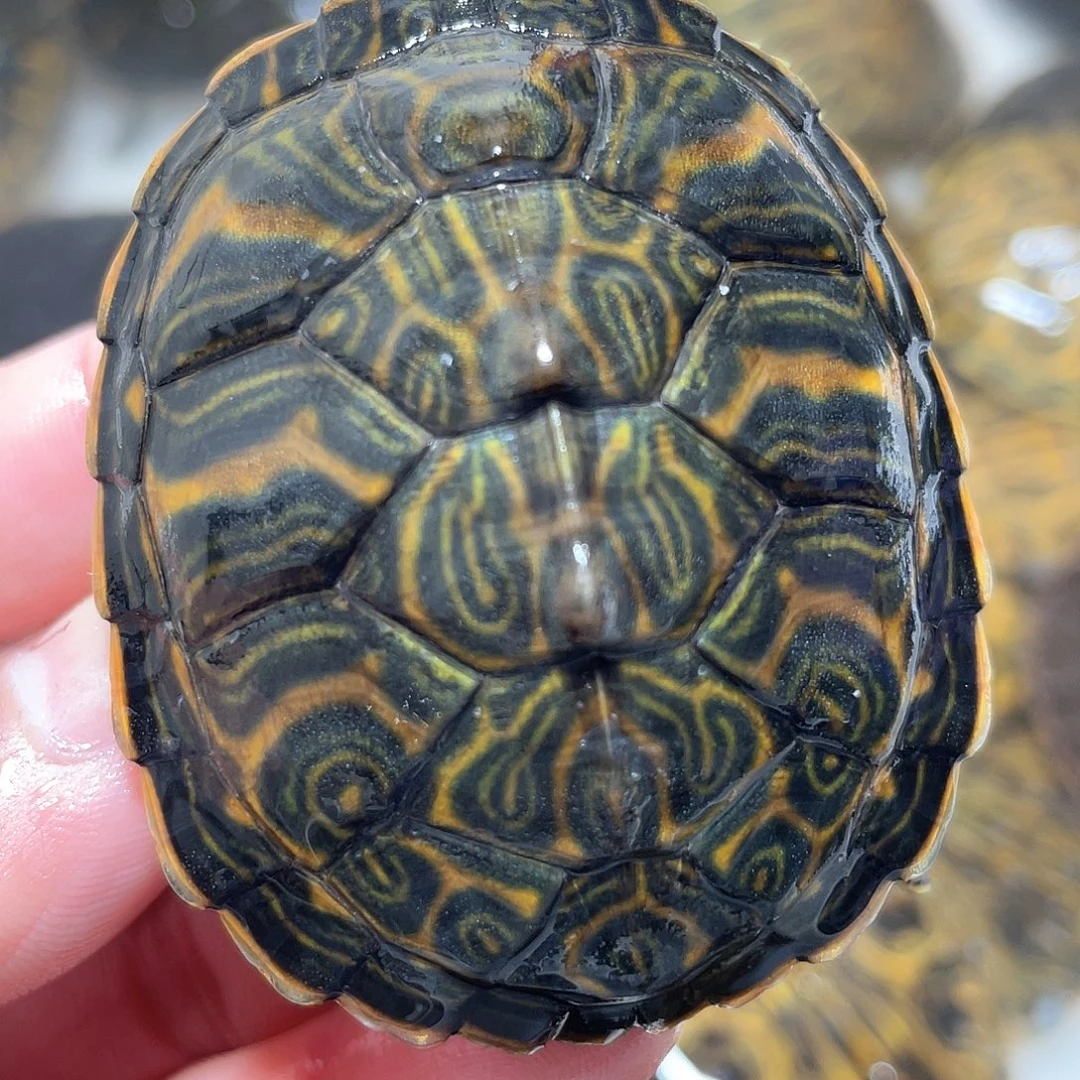 宠物龟不分公母6.0