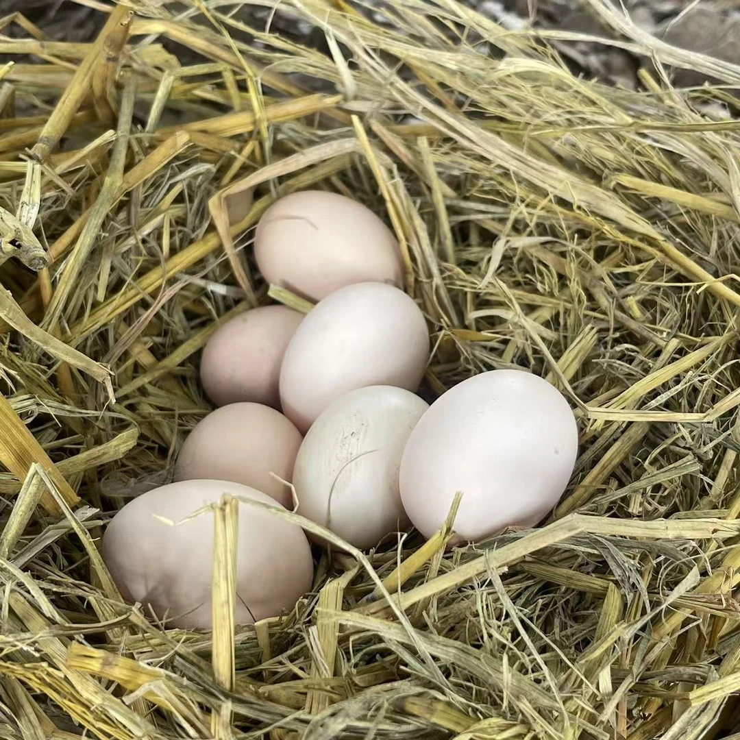 《顺丰包邮》荔枝果园农家散养土鸡蛋30枚 现捡现发