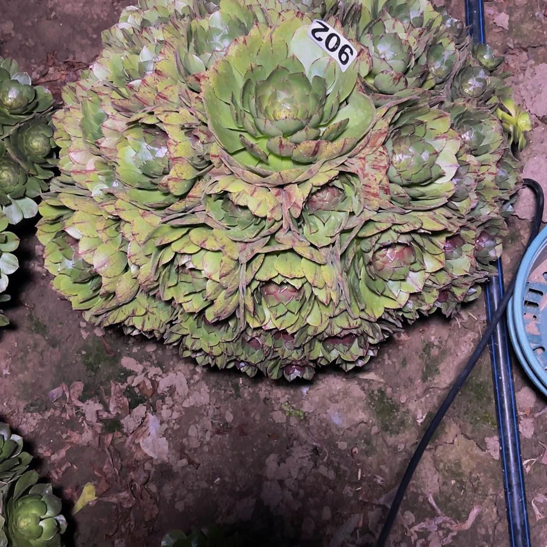 万圣节拉丝14-8包邮法师