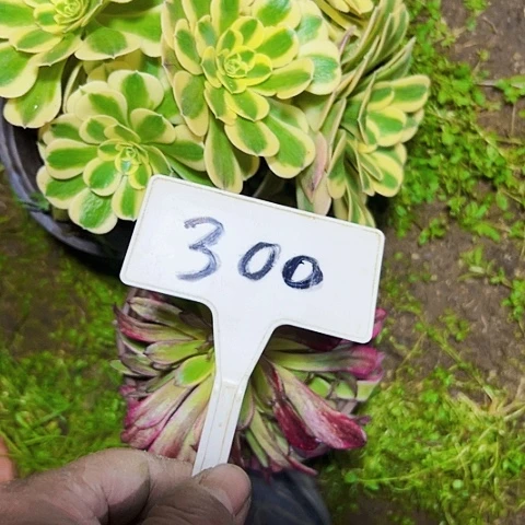 多肉植物组合2个