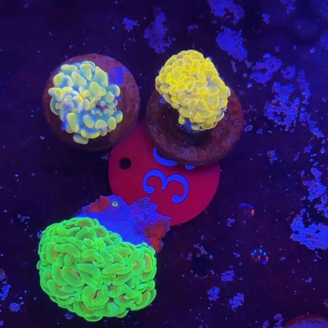 万鱼来朝海水观赏