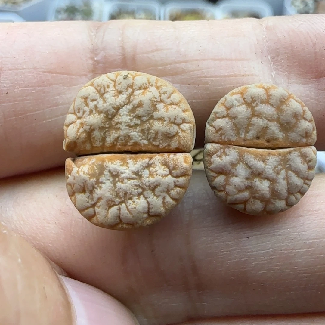 817拿铁清框福利30包邮