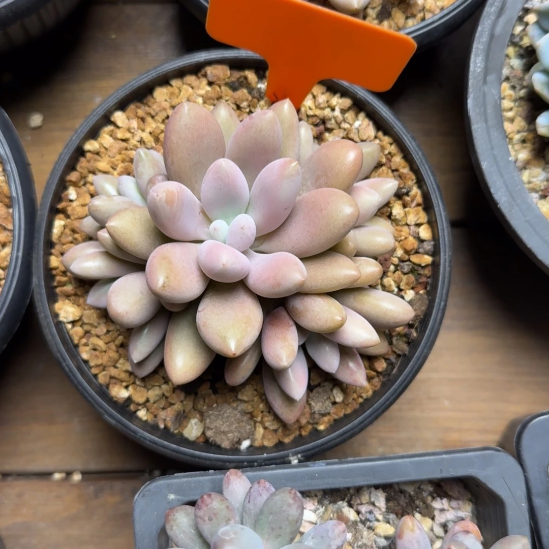 原始虞美人222222222222222