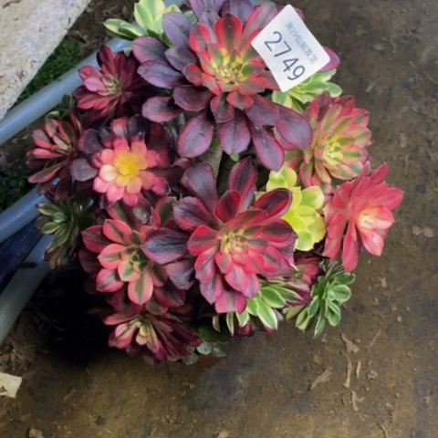 嫁接的财树多肉2749