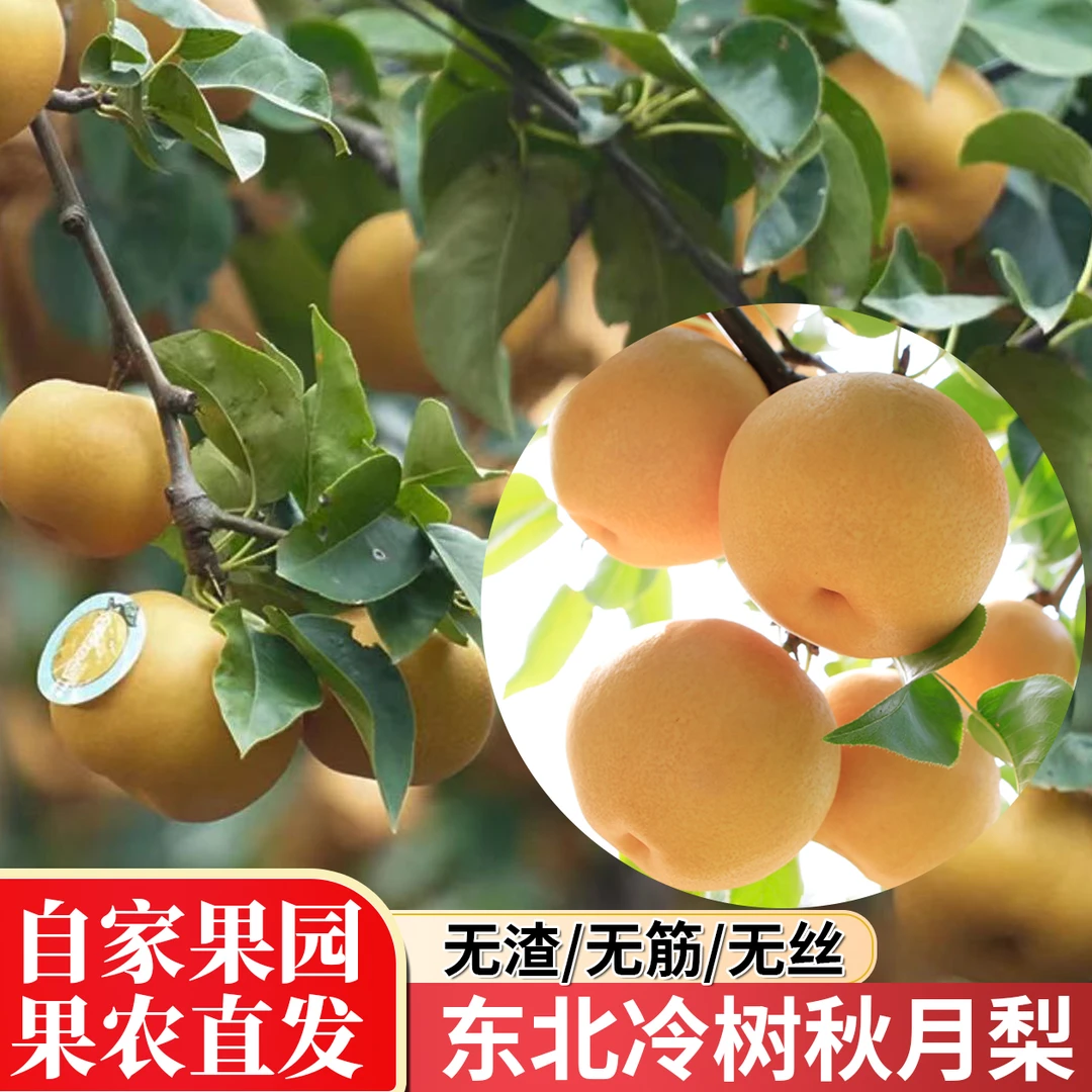 正宗冷树秋月梨新鲜当季水果冰糖梨孕妇水果冰糖雪梨整箱包邮