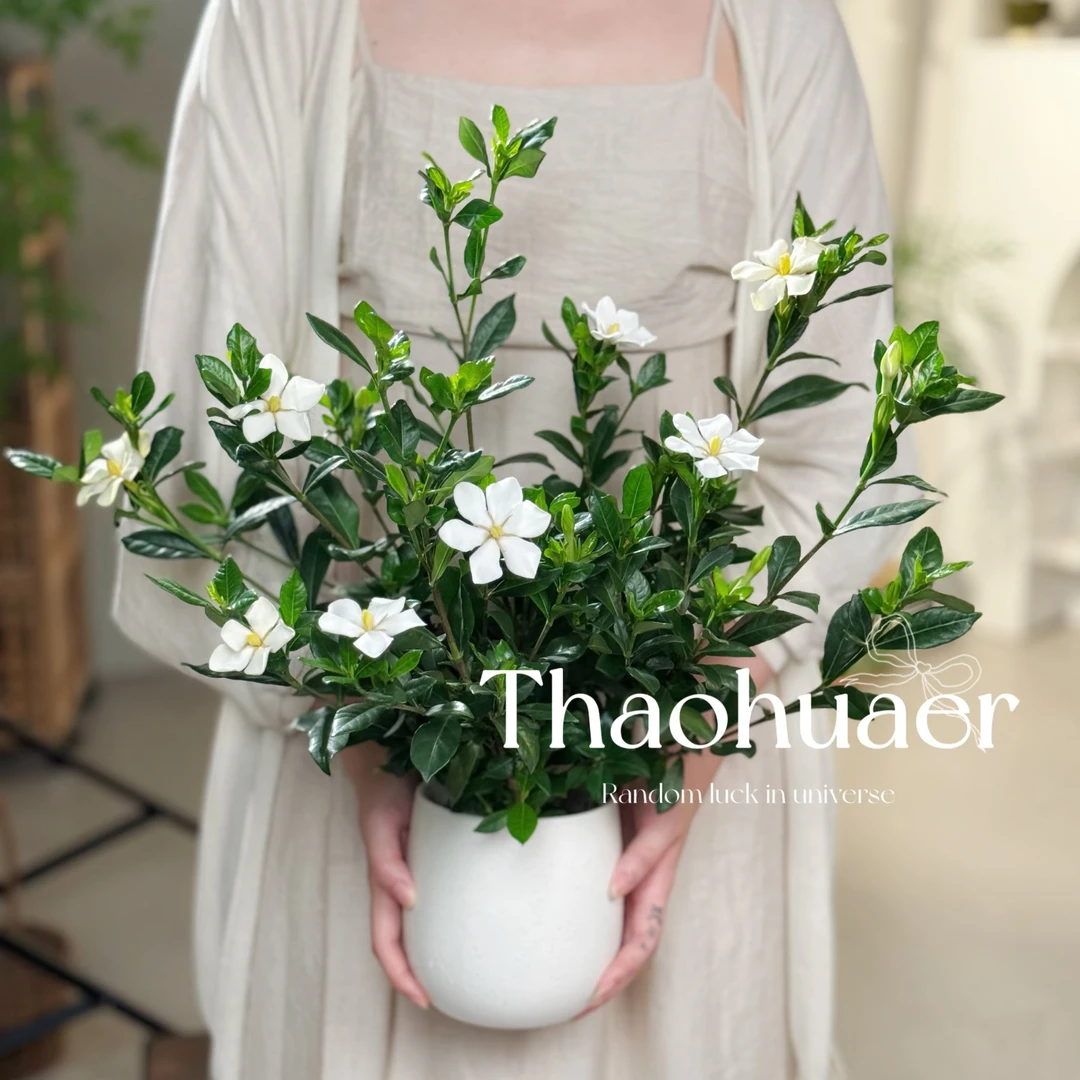 玉香栀子花盆栽花卉植物室内阳台绿植四季好养