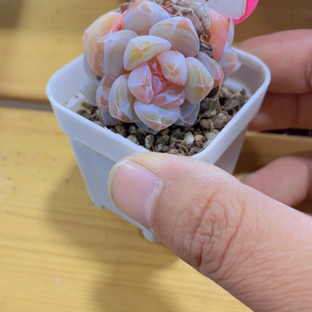 151号 精品大白兔多头