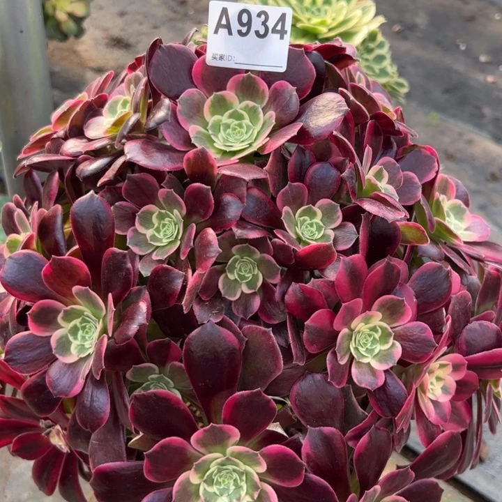 934金丝雀35厘米左右