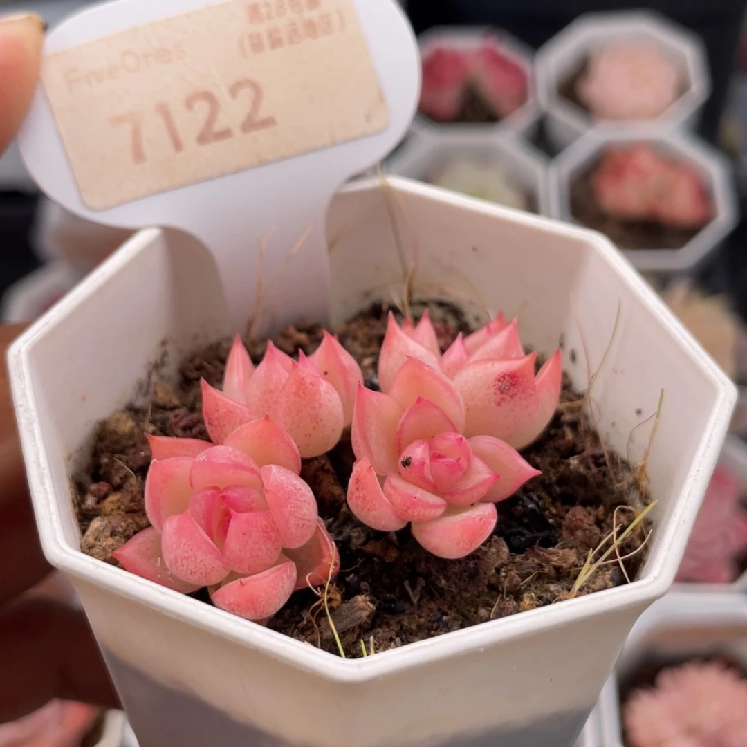 暮云7122-5.0厘米