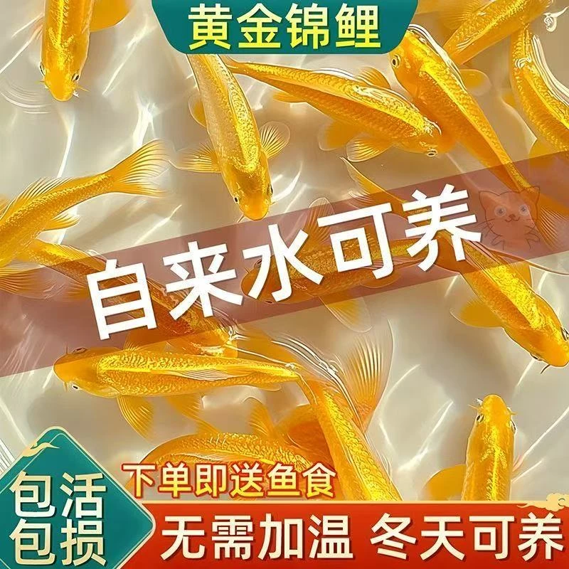 【招财黄金】5条12-15公分冷水观赏鱼好养耐活