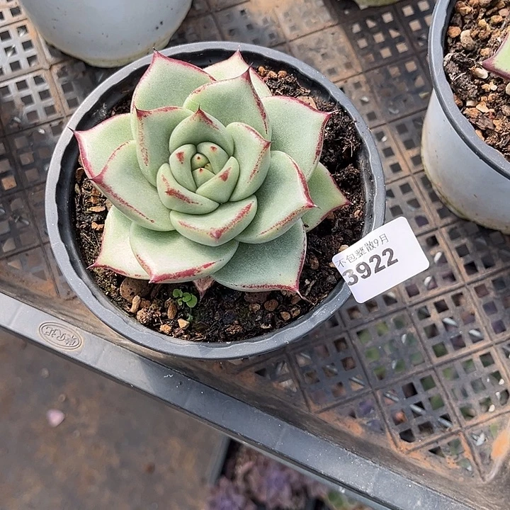 阿雅园艺。 3922乌木