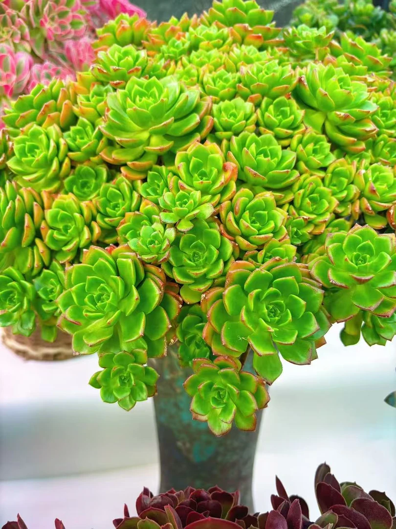 【超大玫瑰蒂亚 】老桩 新手好养 室内室外 脱土发 喜乐多肉植物