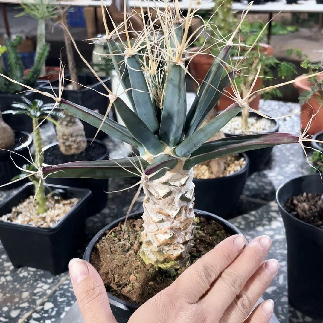 666666666666666666666