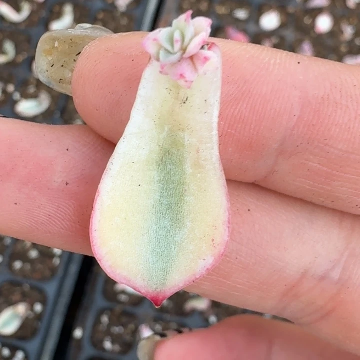 侧影覆轮一物一拍