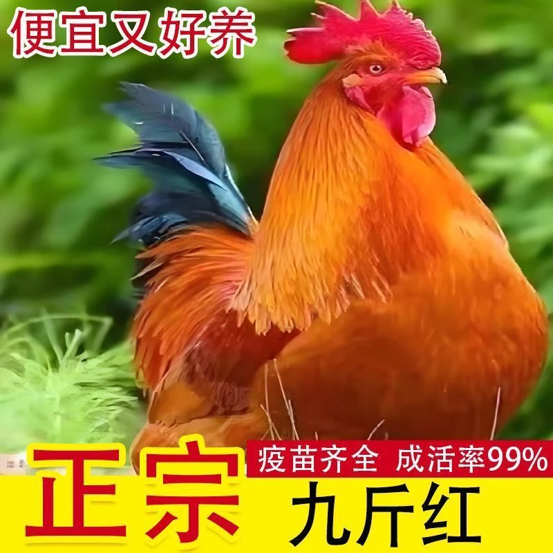 半斤左右发货正宗农家散养宠物鸡九斤红宠物鸡